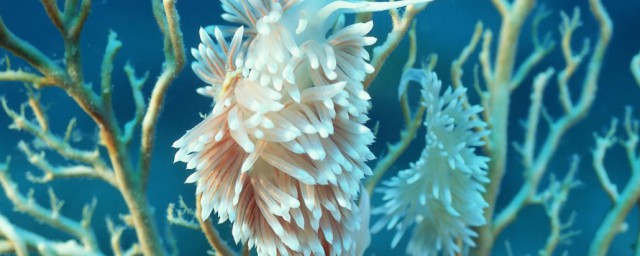海底的珊瑚像什么呢(海底的珊瑚各种各样)