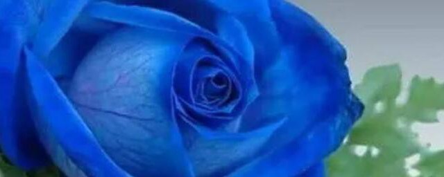 蓝色玫瑰的花语是啥(蓝色玫瑰花的花语是)