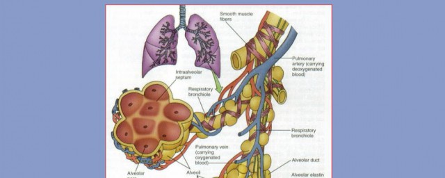 关于肺循环的途径是什么(肺循环的具体途径)