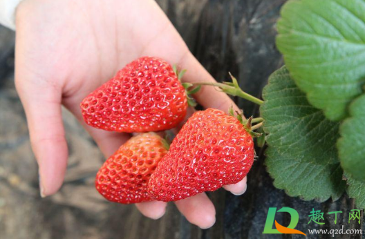 草莓表面有一层白霜能吃吗(草莓表面一层白色能吃吗)