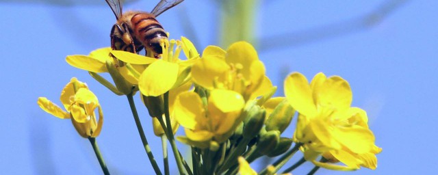 我国是食用花粉最早的国家你知道吗