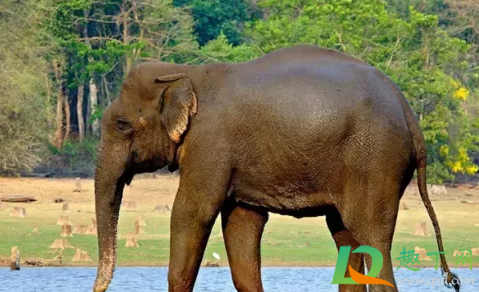 大象误食游客投喂的塑料袋要紧吗(动物园回应游客喂大象塑料袋)