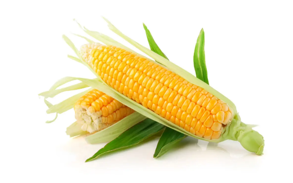 玉米是新鲜存放还是煮熟存放(鲜玉米和熟玉米哪个保存时间长)