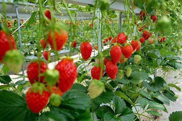 种草莓是什么意思，种草莓的安全区(种草莓到底是什么意思)