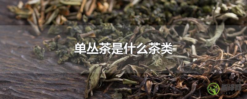 单丛茶是什么茶类？