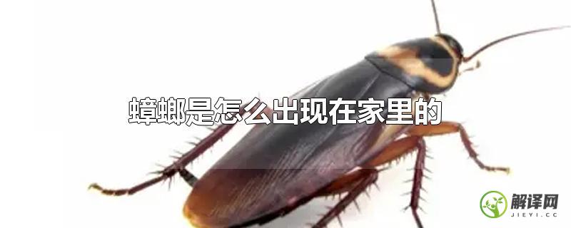 蟑螂是怎么出现在家里的？