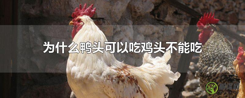 为什么鸭头可以吃鸡头不能吃？