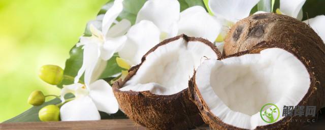 椰浆怎么做，椰浆的营养价值？