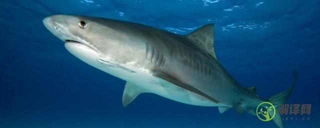 鲨鱼有多少颗牙齿，鲨鱼的牙齿数？