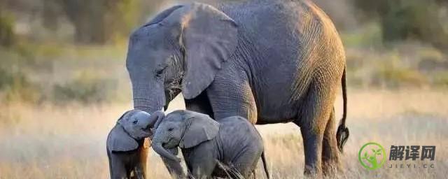 大象什么时候生小象，大象多大生小象？