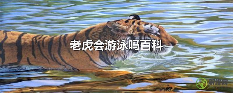 老虎会游泳吗百科？