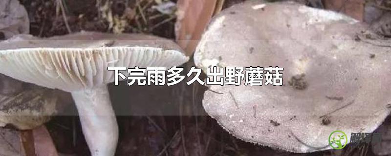 下完雨多久出野蘑菇？