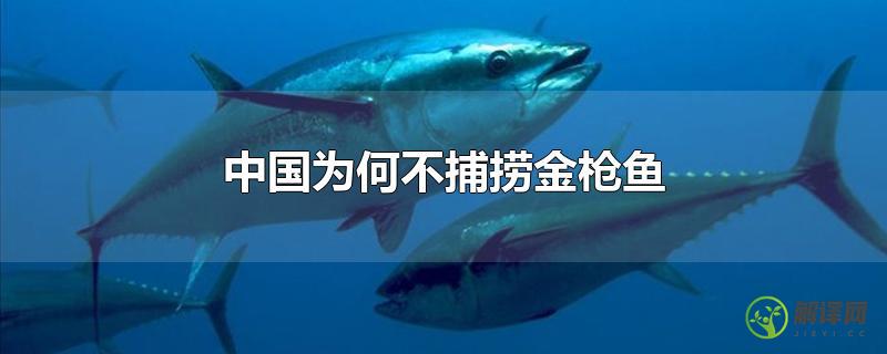 中国为何不捕捞金枪鱼？