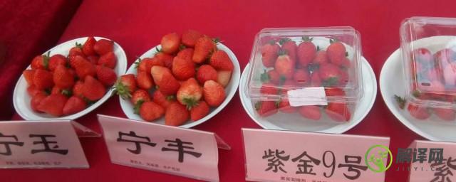 红玉草莓苗品种介绍，红玉草莓苗品种介绍分享？