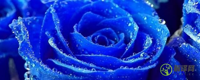 蓝色妖姬玫瑰花语，蓝色妖姬玫瑰花语介绍？