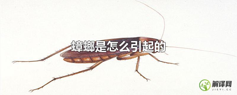 蟑螂是怎么引起的？