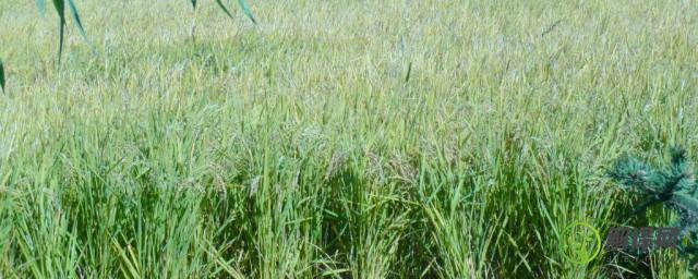 水稻的生长习性，水稻的生长习性介绍？