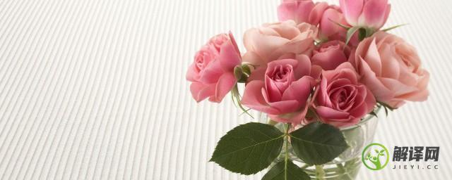 21朵粉玫瑰花语是什么意思，21朵粉玫瑰的寓意？
