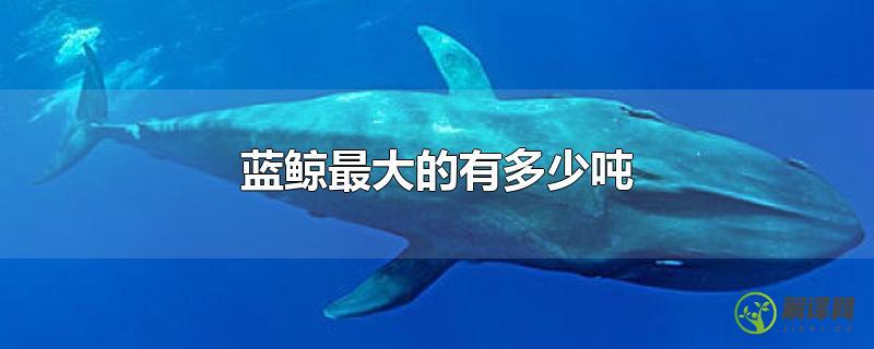 蓝鲸最大的有多少吨？