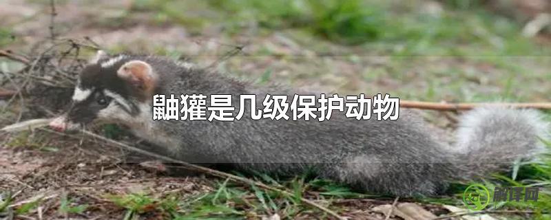 鼬獾是几级保护动物？