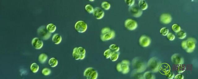 小球藻是蓝藻吗，小球藻简单介绍？