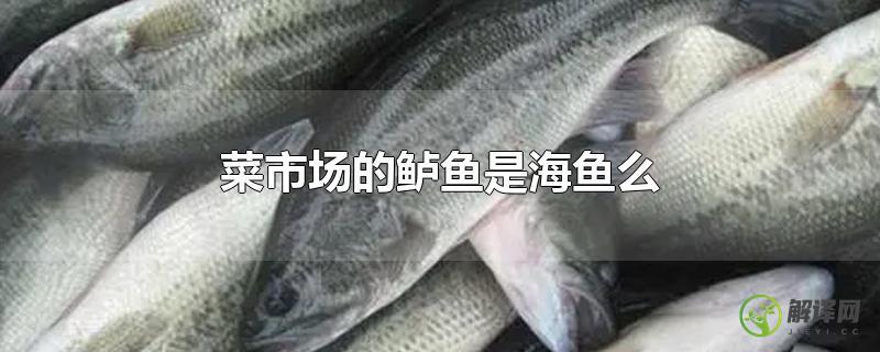 菜市场的鲈鱼是海鱼么？