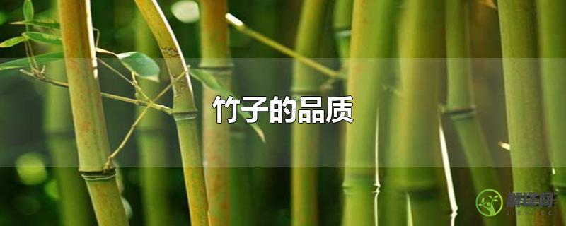 竹子的品质？