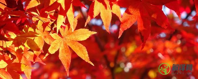 秋天用英语怎么读，秋天的英语是什么？
