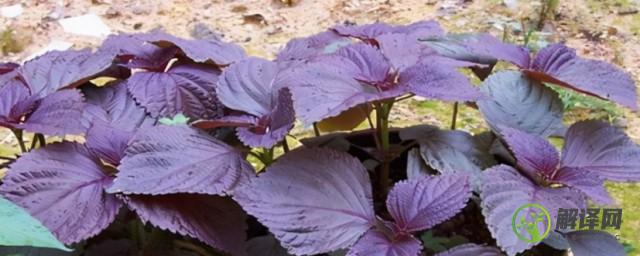紫苏9月份可以种植吗，紫苏9月份能种植吗？