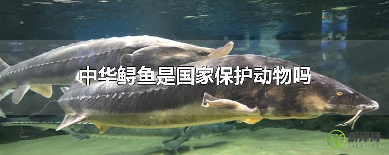 中华鲟鱼是国家保护动物吗？