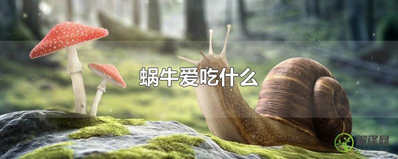 蜗牛爱吃什么？