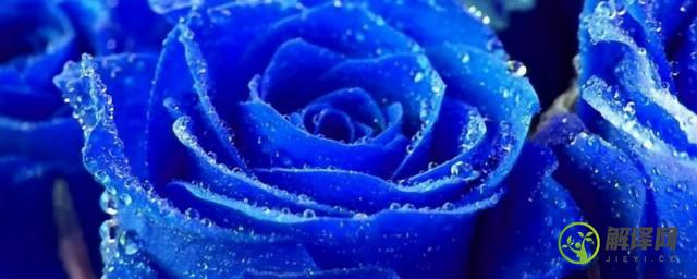 蓝玫瑰花的花语是什么，蓝玫瑰花的花语？