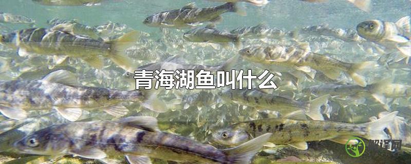 青海湖鱼叫什么？
