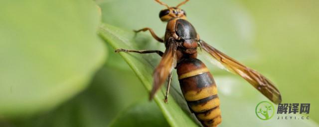 马蜂在家筑巢怎么办，马蜂在家筑巢怎样处理？