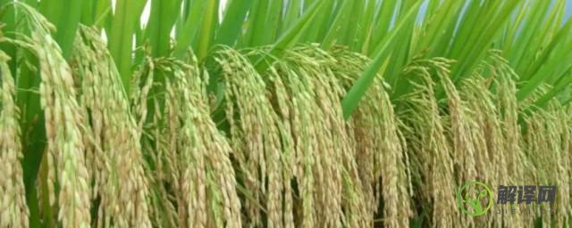 大米是单子叶还是双子叶，大米是什么植物？
