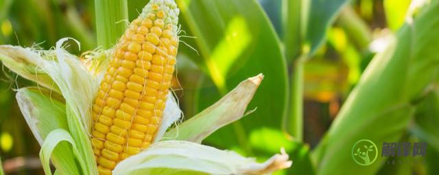 甜糯玉米用什么除草剂，甜糯玉米可以用什么除草剂？
