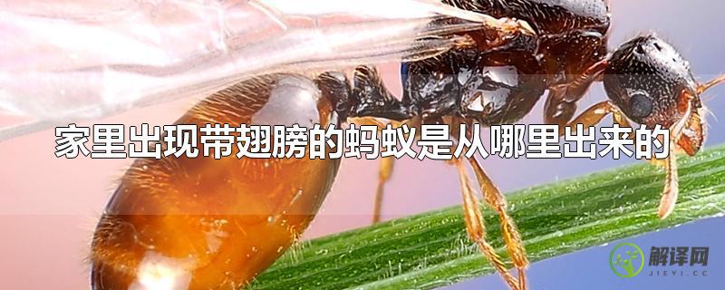 家里出现带翅膀的蚂蚁是从哪里出来的？