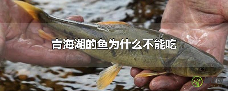 青海湖的鱼为什么不能吃？