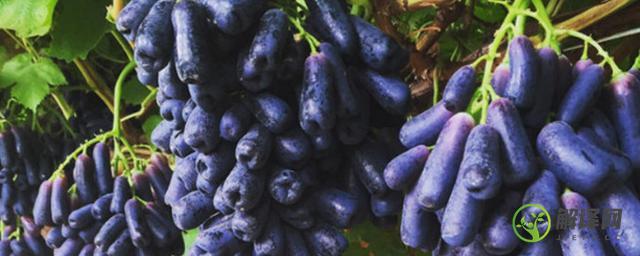 长的葡萄叫什么名字，长的葡萄种类介绍？