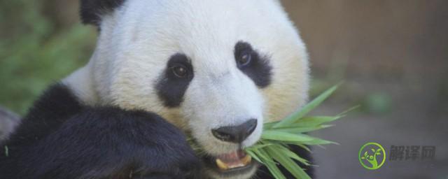 大熊猫是冬眠的动物吗，大熊猫是不是冬眠的动物？