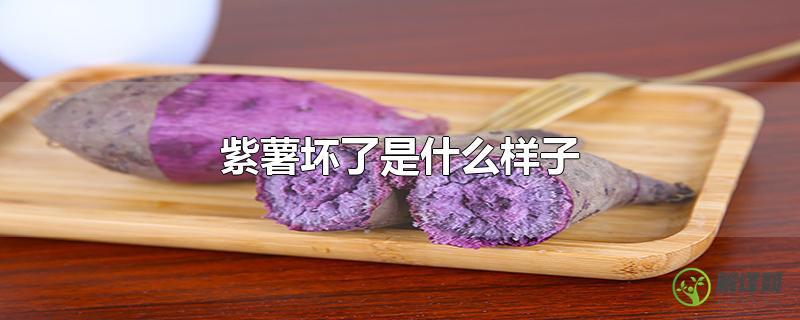 紫薯坏了是什么样子？