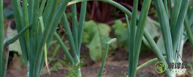 白露葱的种植方法，白露葱如何种植？