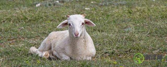 什么动物吃过的草不会生长，羊是如何吃草的？