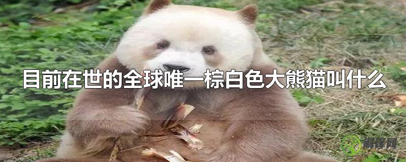 目前在世的全球唯一棕白色大熊猫叫什么？