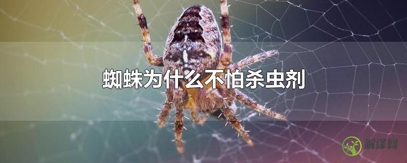 蜘蛛为什么不怕杀虫剂？