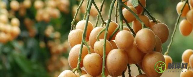 黄皮果树的栽培与管理，黄皮果树如何种植？