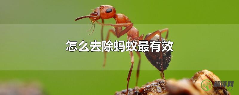 怎么去除蚂蚁最有效？