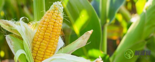 农场储存玉米方法，怎样储存玉米？