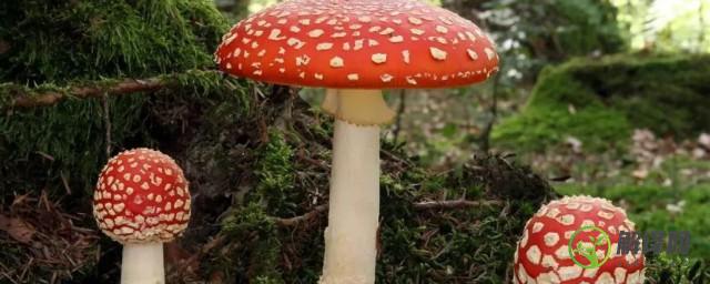红伞伞白杆杆是什么蘑菇，红伞伞白杆杆是啥蘑菇？