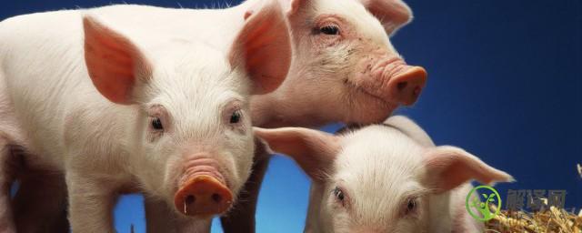 农村怎么养猪，适合农村养猪方法？